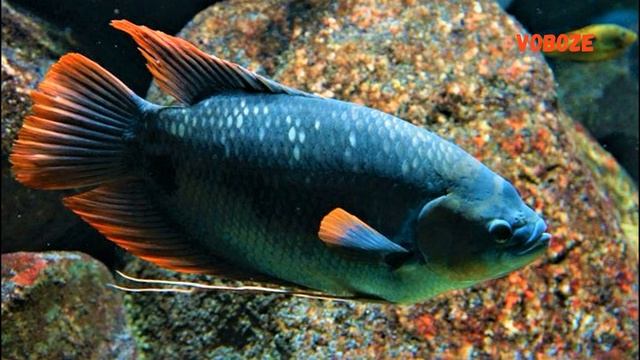 Гиганский Краснохвостый Гурами. Содержание, уход и размножение. Совместимость смотреть онлайн