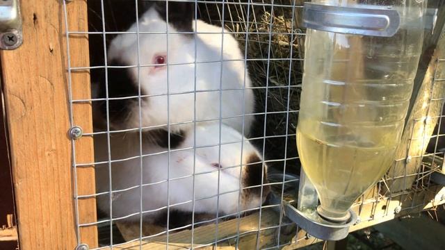 Случка кроликов и кратко нашем хозяйстве смотреть онлайн