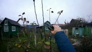 Интенсивная обрезка яблони на полукарликовом подвое , русское веретено. Личное мнение.