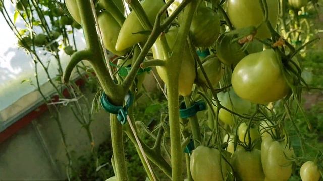 Томат Бронзовое сердце ангела - закрой глаза и угадай фрукт. Цвет охры и форма уплывающего сердца. смотреть онлайн