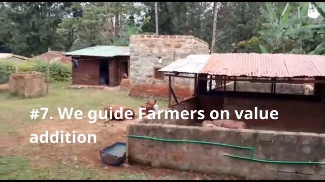 NJEMU PIG FARM INTRO || HOW TO START AND MANAGE YOUR PIG FARM || MUTHONI THE PIG FARMER смотреть онлайн