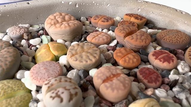 Литопсы/ Lithops. Морщины у литопсов. Мой: Крестовник, Оттона и Котиледон. 24.05.2023.