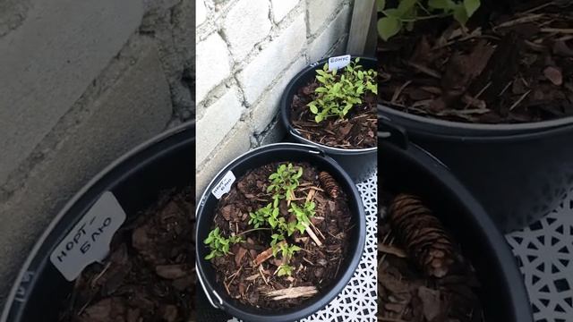 Голубика на балконе #огороднабалконе #нортблю #бонус смотреть онлайн