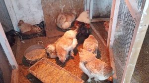 МОЯ КУРИЦА УПАЛА НА ЛАПЫ | ПЫТАЮСЬ  БЫСТРО ПОСТАВИТЬ НА НОГИ СВОИМИ ВОЗМОЖНОСТЯМИ