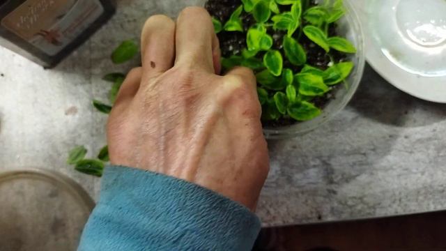 Черенкование бересклета смотреть онлайн