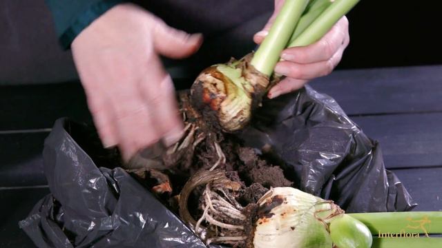 DIY: Amaryllis i glassvase смотреть онлайн