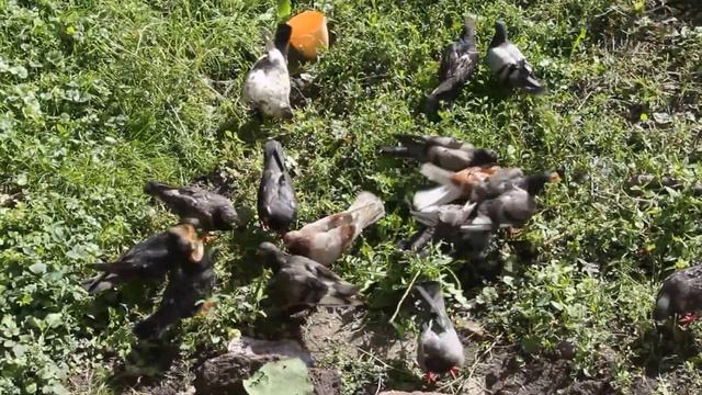 городские голуби смотреть онлайн