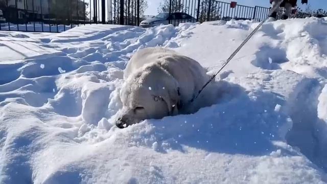 В Челябинске лабрадор весом 88 кило ждет помощи смотреть онлайн