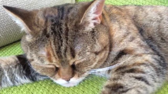 Snoring cat храпящая кошка как храпят котики смотреть онлайн