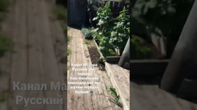 Канал Майора.Русский Той Терьер.Нашего Волка 🐺 Канал для любителей маленьких пород собак🐕🦺 смотреть онлайн