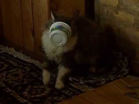 Кошка Клёпа и коварная банка смотреть онлайн