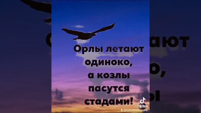 Орлы  летают одиноко!