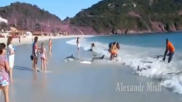 Человечность!!!Доброта!!!Стимуляция!!!Наша истинная природа!!! смотреть онлайн