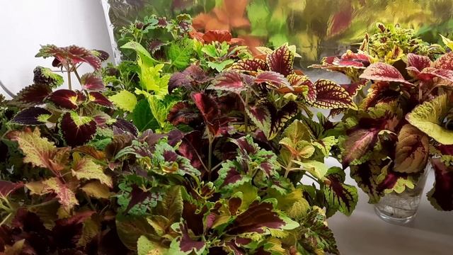 Колеусы зимой, необычный способ сохранения для экономии места.Маточники петунии. смотреть онлайн