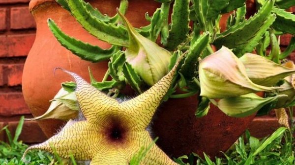 #STAPELIA  /  #СТАПЕЛИЯ  /  STAPELIA  /  #СУККУЛЕНТ
