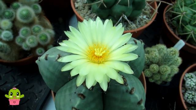 My Astrophytum myriostigma var. nudum Cactus in Bloom & Lophophoras #cactus #cacti #cactusplants смотреть онлайн