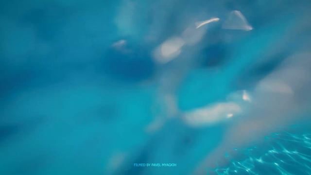 Дайвинг и плавание с дельфинами смотреть онлайн