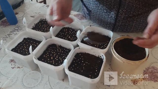 Посадка семян перца на рассаду смотреть онлайн