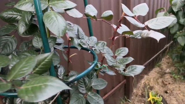 Розы 10 октября. Подготовка укрытий. Дуги и укрывной материал. Роза крокус роуз. Crocus Rose смотреть онлайн