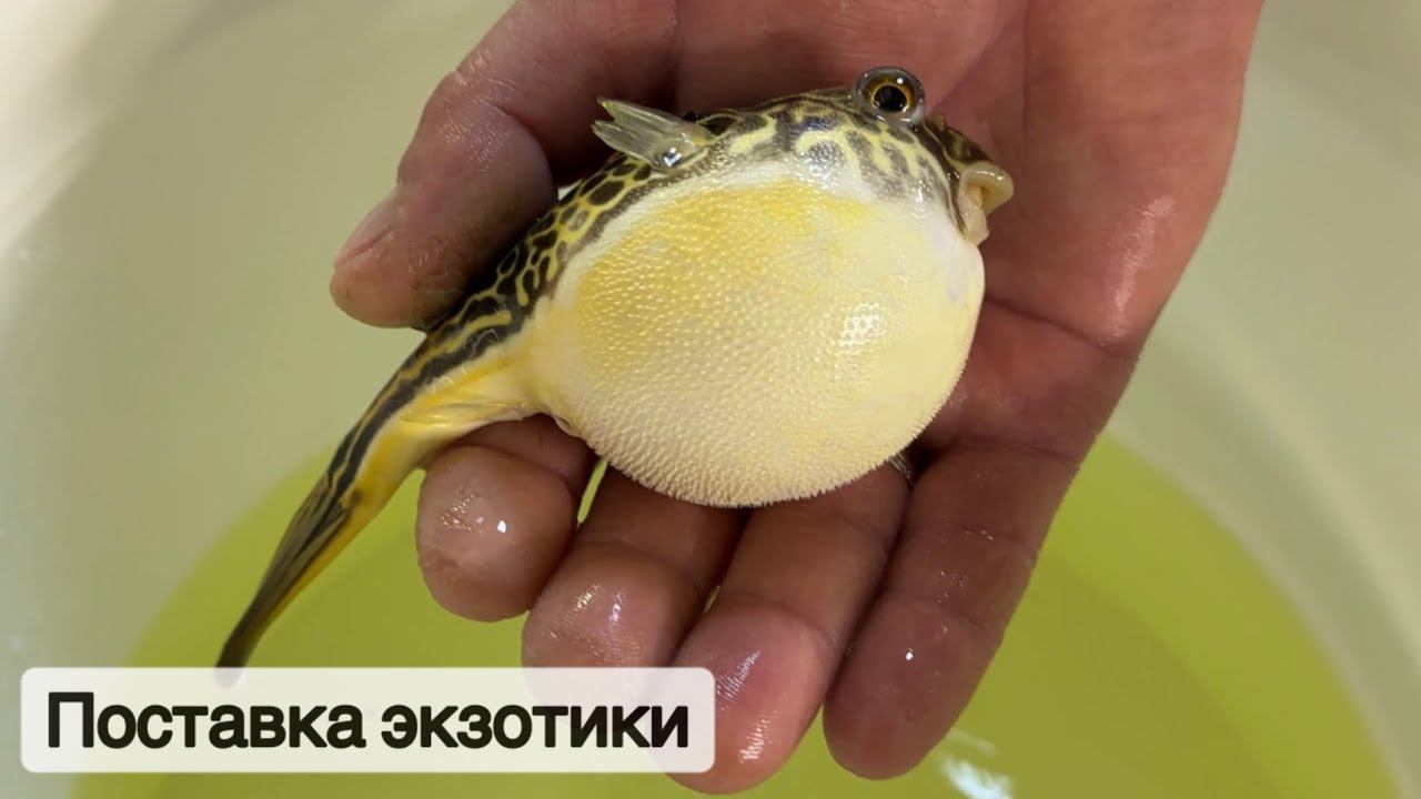 Южноамериканские сомики и рыба-шар Мбу / Птичий рынок 2024 / Поставка из дикой природы смотреть онлайн