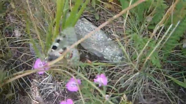 Бабочка Аполлон (Parnassius apollo) смотреть онлайн