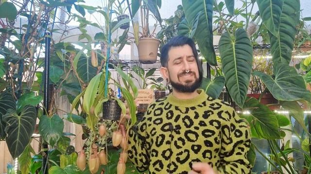 Nepenthes X Ventrata Review |  2 Years Later | A.K.A Tropical Pitcher Plant Or Monkey Jars