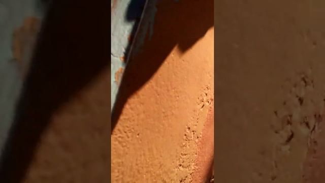 Огромный паук завёлся дома - гигантский паук ест муравьёв смотреть онлайн