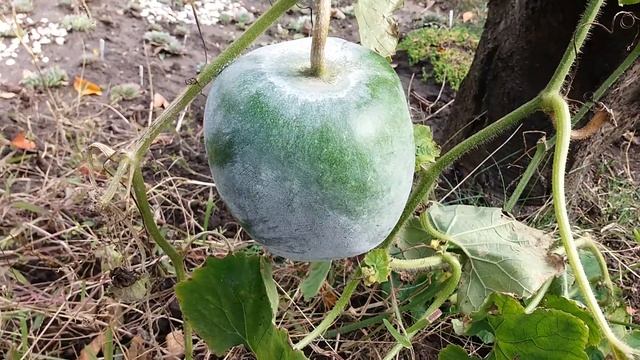 Тыква бенинказа -восковая тыква смотреть онлайн
