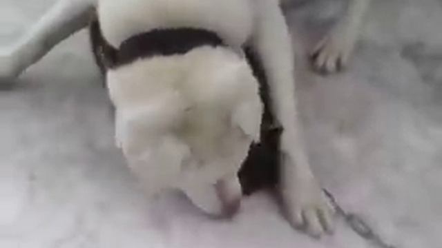 Собака ест кошку. смотреть онлайн