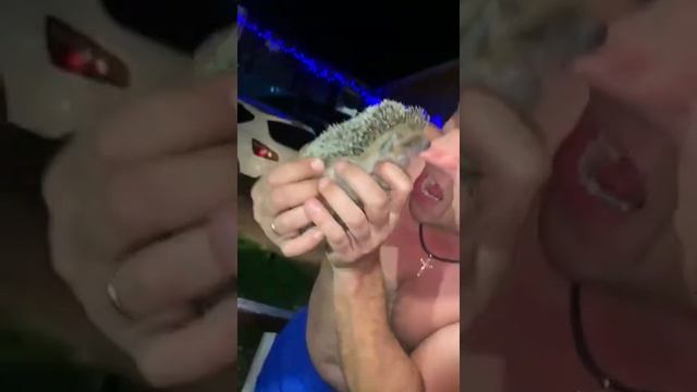 #shorts Еж укусил за нос) смотреть онлайн