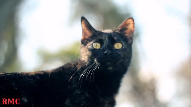 Мебель для спортсменов