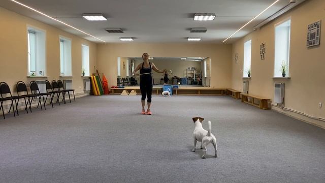 Как научить собаку командам / Дрессировка собаки / Танцы с собакой / Терра / Элементы 15.01.2021 г. смотреть онлайн