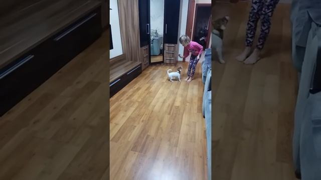 выполнение команд щенком породы джек рассел терьер смотреть онлайн
