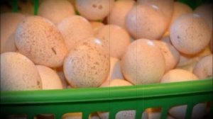 Когда начинают нестись домашние индюшки