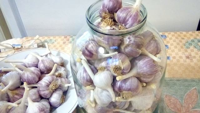 Чеснок.Как хранить зимой,до нового урожая.