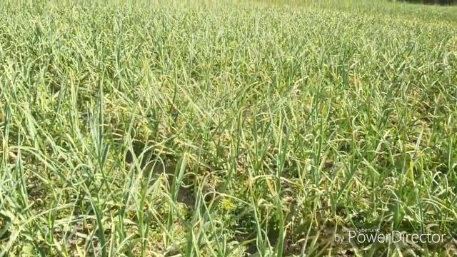 Как избавиться от многолетних сорняков в чесноке? смотреть онлайн