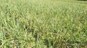 Как избавиться от многолетних сорняков в чесноке?