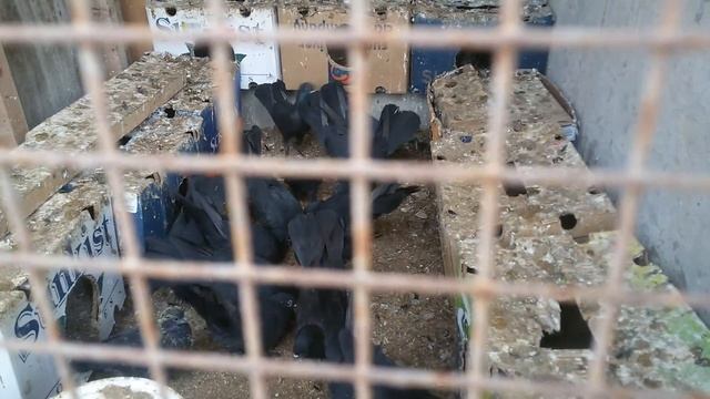 Черные бакинцы.Жуки. смотреть онлайн