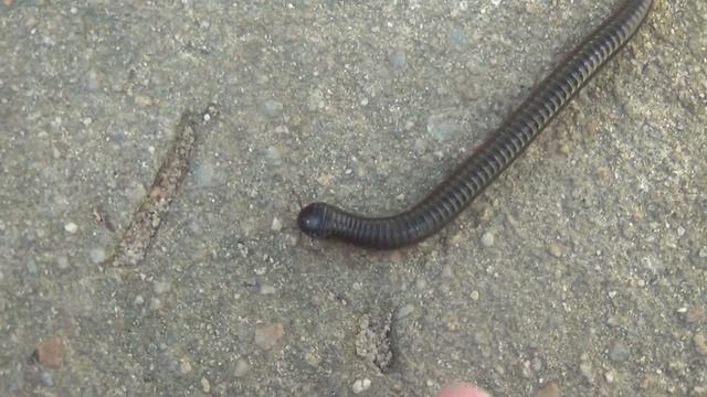 Гиганская сороконожка! смотреть онлайн