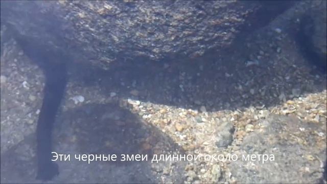 Трепанги. Дальневосточные трепанги в сравнении с южными трепангами.