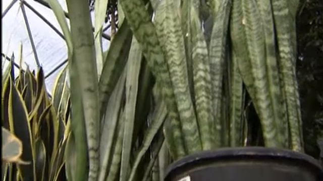 Sansevieria is nearly indestructible house plant смотреть онлайн