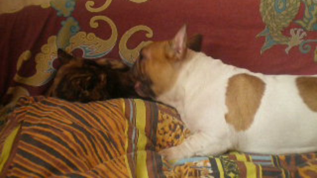 верные друзья