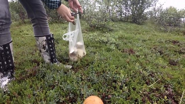 Как собирать грибы - быстрый способ собрать грибы :) ШОК!!! смотреть онлайн