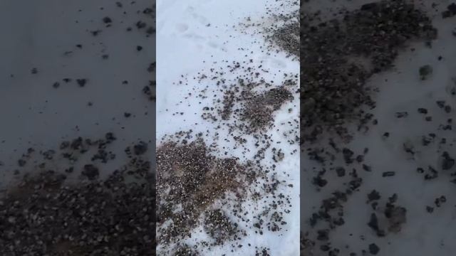 Перепепела несут не только яйцо, но ещё и ценное удобрение, перепелиный помет превосходит куриный, смотреть онлайн