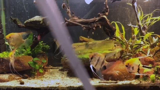 ПОДМЕНА ВОДЫ И ЧИСТКА АКВАРИУМА смотреть онлайн