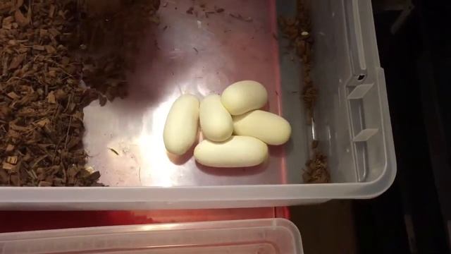 1st clutch of Ball Python eggs of 4-6-2017! смотреть онлайн