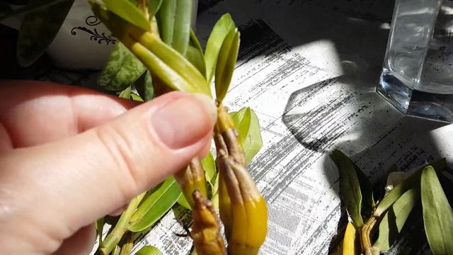 Дендробиум Кристианум и паф Конколор. смотреть онлайн