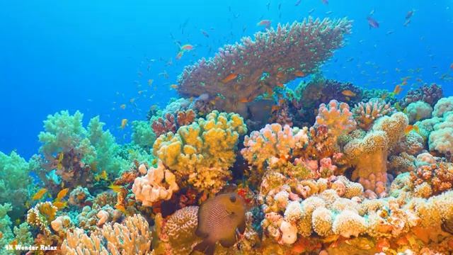 Under The Red Sea 4K (ULTRA HD) - The Best 4K Sea Animals For Relaxation With Calming Music