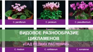 Цикламен, видовое разнообразие.  Цикламены в нашем быту