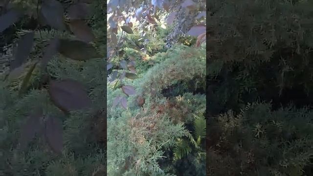 хвойный сад Гончаровых смотреть онлайн